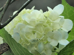 日陰に暮らす。