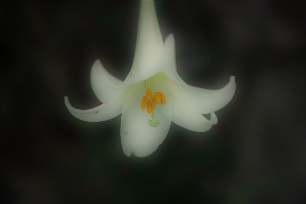 百合
