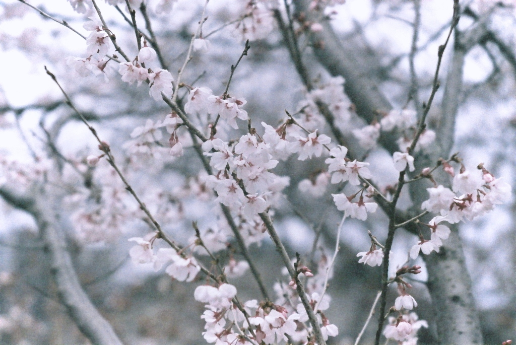 奥ゆかしさは桜也