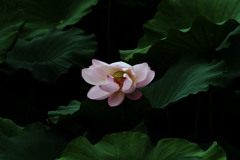 蓮根の花