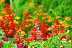 夏の花