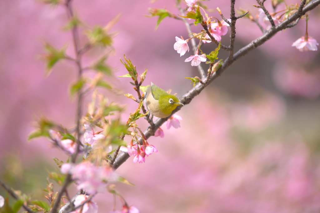 さくら色