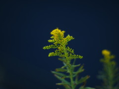 織江の花