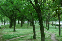 初夏の櫻路