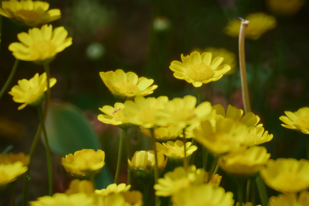 黄色のジレンマ