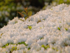 村のつつじは美しい