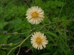 hanaの願いが叶うとき