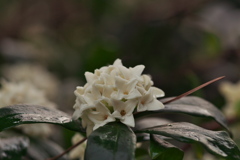 春雨の沈丁花