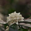 春雨の沈丁花