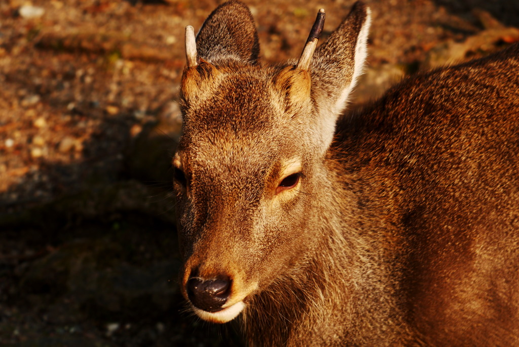 かのこポートレート