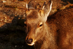 かのこポートレート