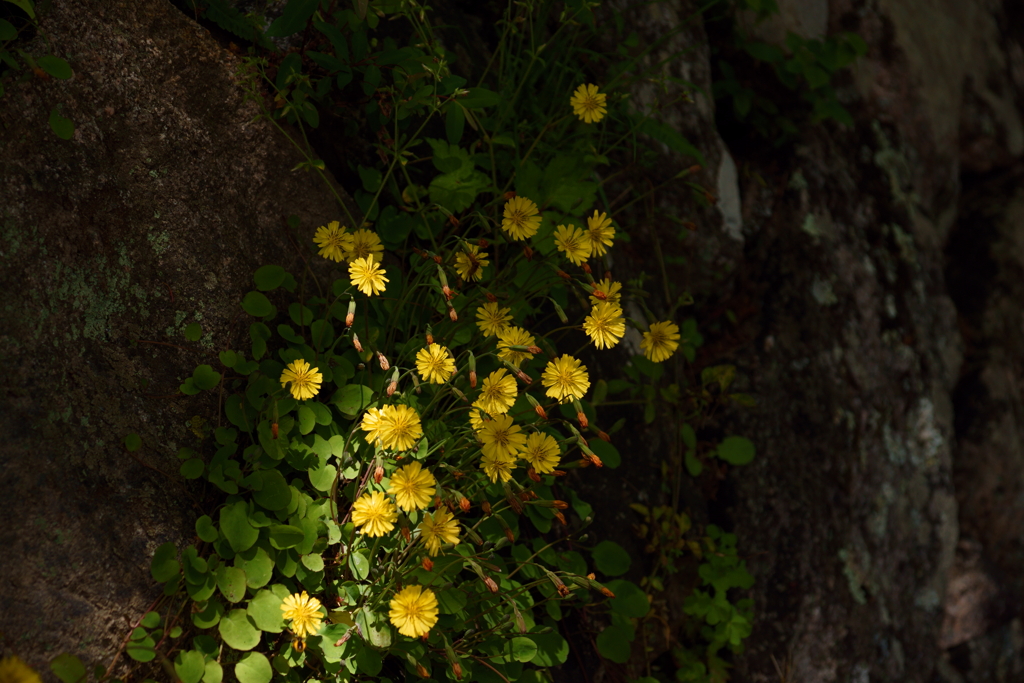 石積みの花