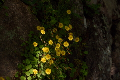 石積みの花