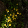 石積みの花