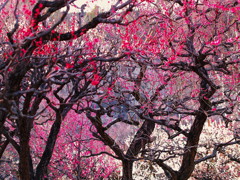 紅をさす