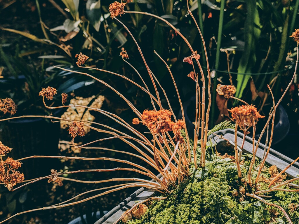 冬枯花模様