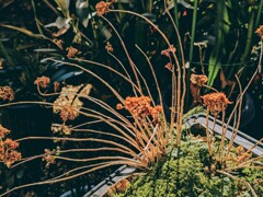 冬枯花模様