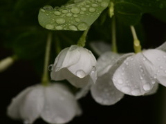 秋雨の雫