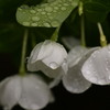 秋雨の雫