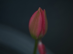 それでも世界は美しい