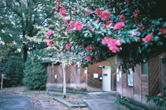 通りがかりの花回廊