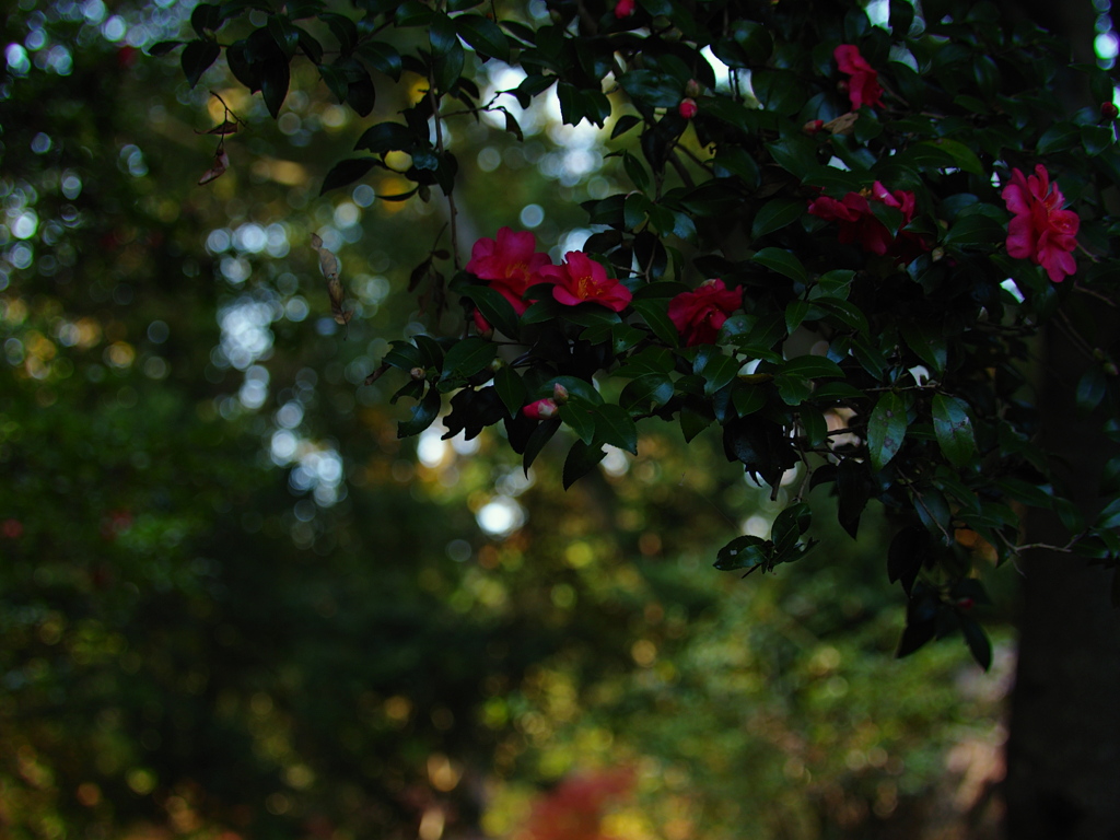 深紅の花びら