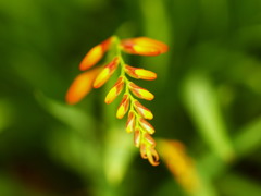 研ぎ澄まされた花の色
