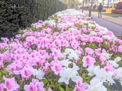 つつじの朝