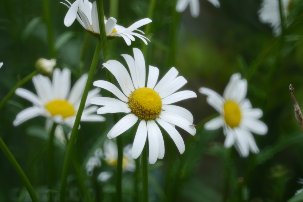 絵になる花たち