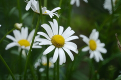 絵になる花たち