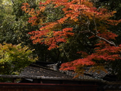 今年・また来年