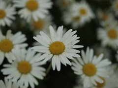 白いマーガレット