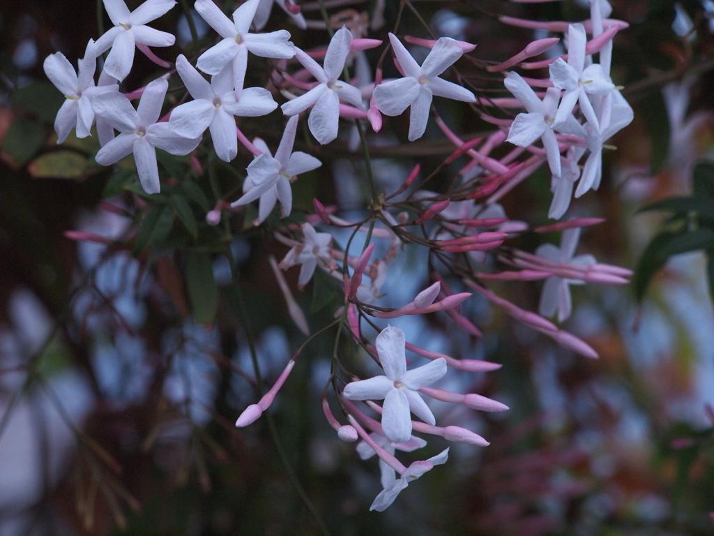 茉莉花の咲く季節