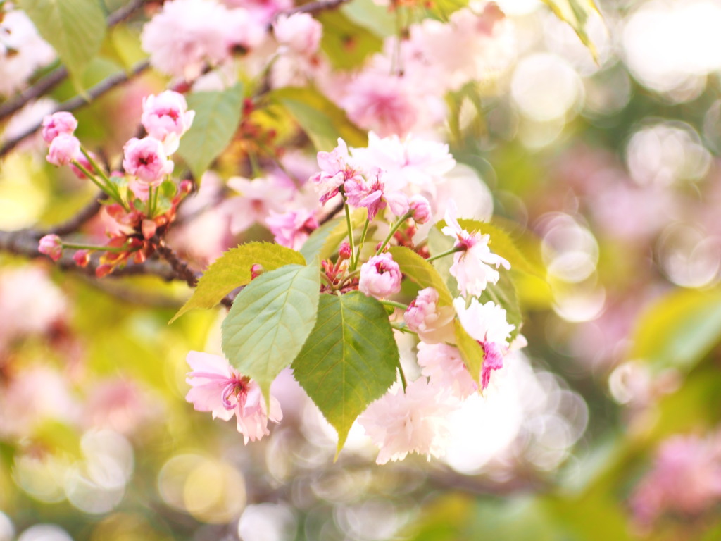 奈良八重桜