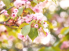 奈良八重桜