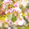 奈良八重桜