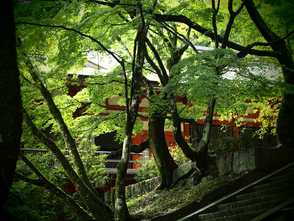 奥ゆく道へ