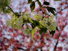 みどりのさくら