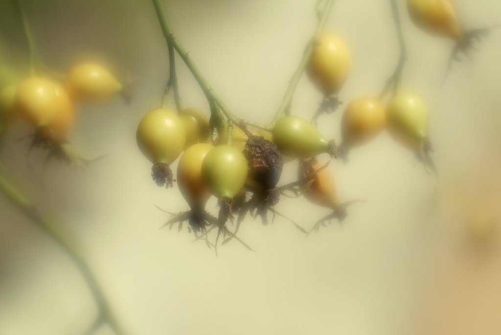 薔薇の一生