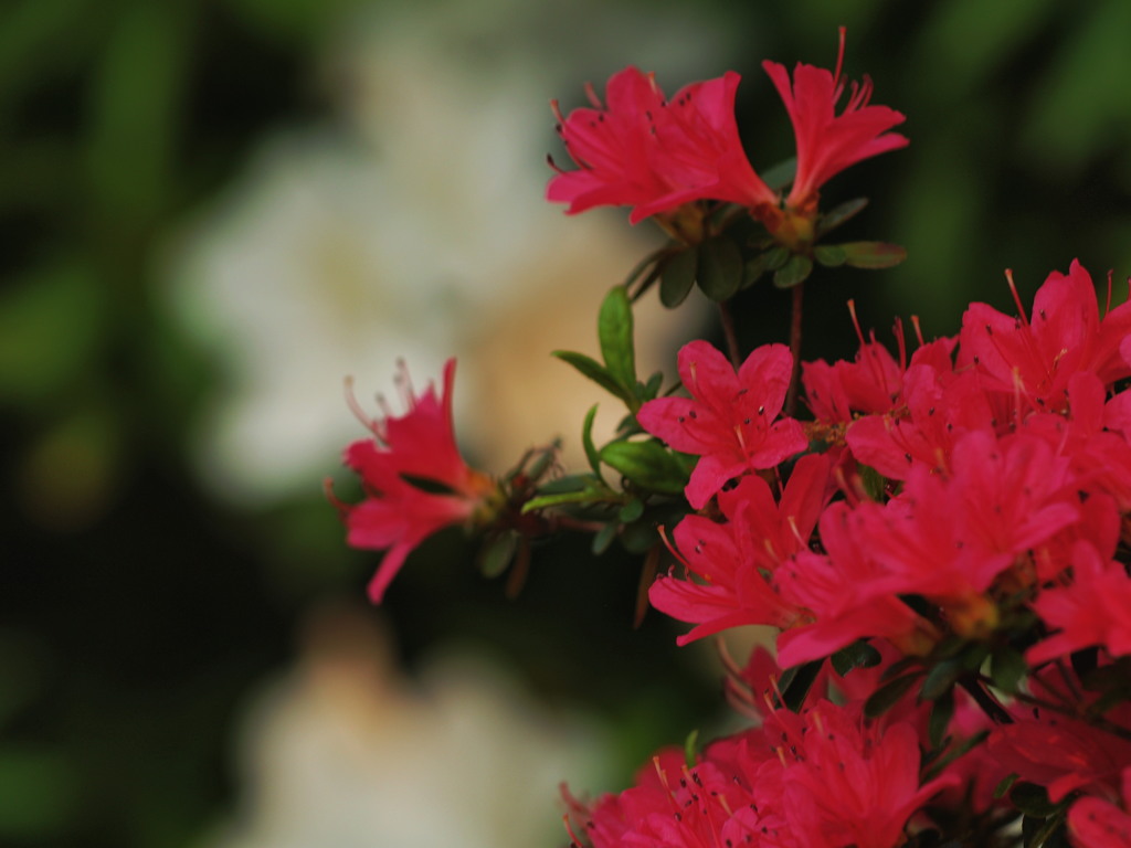 たたずむ花