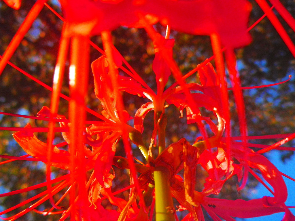 曼珠沙華