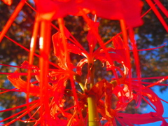 曼珠沙華