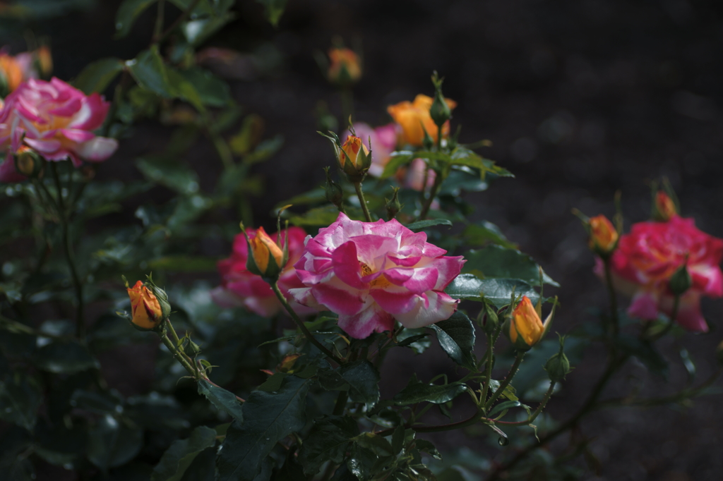 そして薔薇