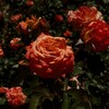 暑い薔薇