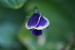 閉じた扇