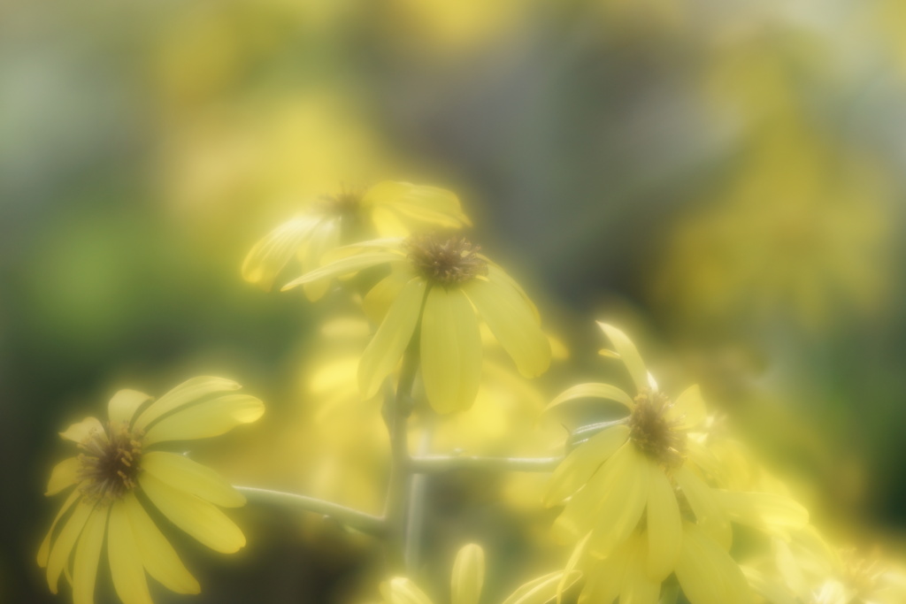 石蕗の花