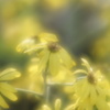 石蕗の花