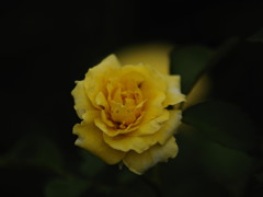 天使の薔薇