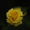 天使の薔薇