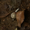 Ground core